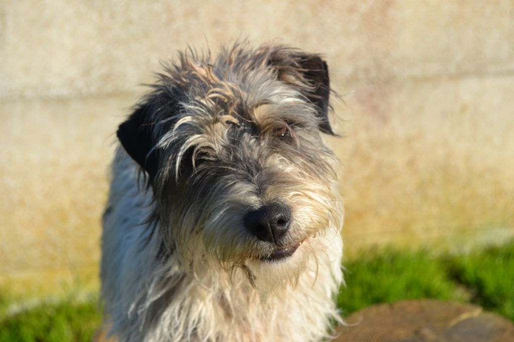 Les Parson Russell Terrier de l'affixe De la tribu de kitchi