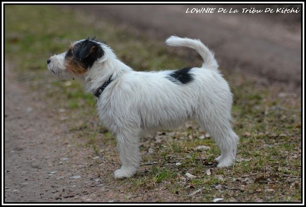 De la tribu de kitchi - LOWNIE De La Tribu De Kitchi - En Expositions Canines