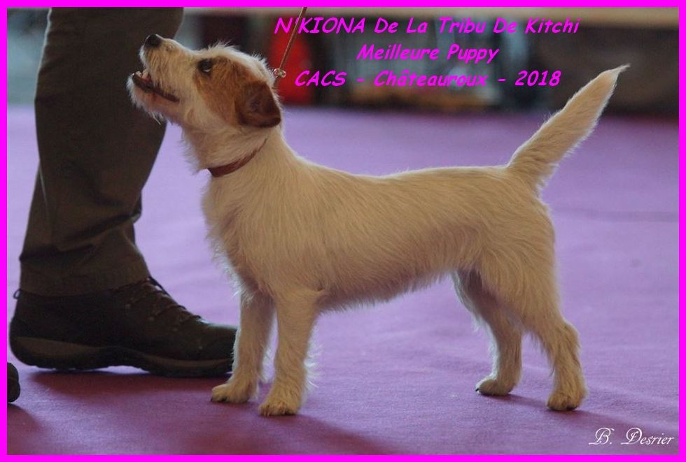 De la tribu de kitchi - N'KIONA Meilleur Puppy - Châteauroux 2018