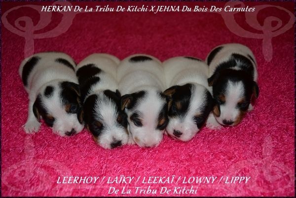 De la tribu de kitchi - Jack Russell Terrier - Portée née le 26/09/2015