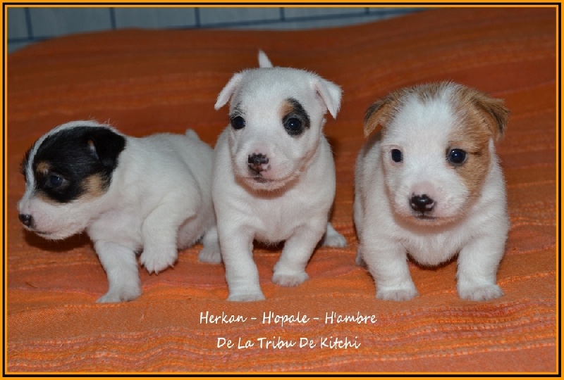 De la tribu de kitchi - Jack Russell Terrier - Portée née le 26/03/2012