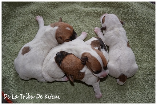 De la tribu de kitchi - Jack Russell Terrier - Portée née le 24/01/2013