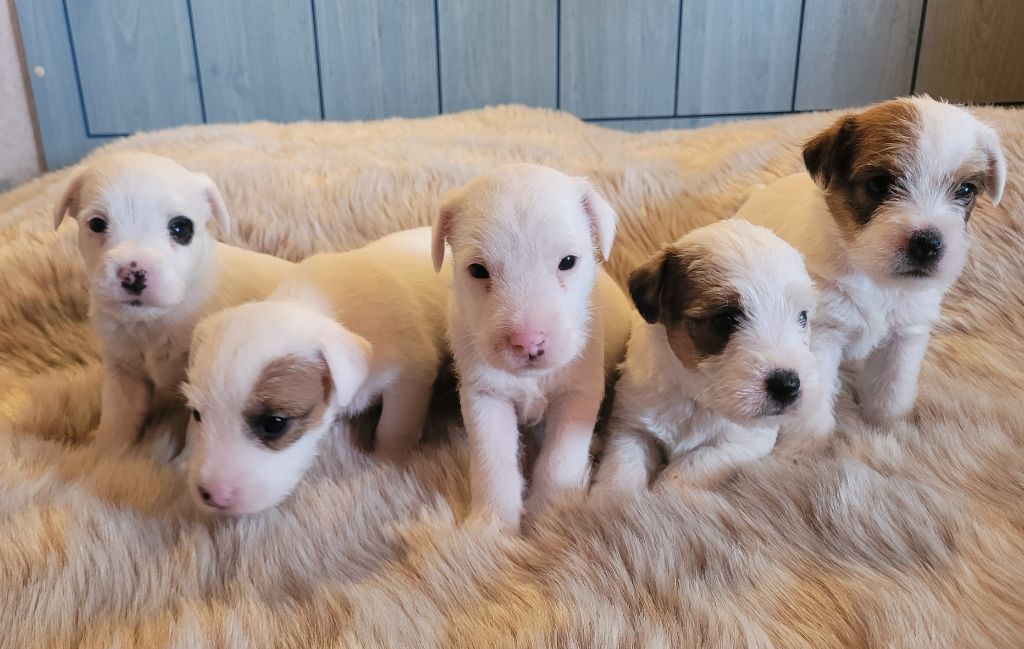 chiot Parson Russell Terrier De la tribu de kitchi