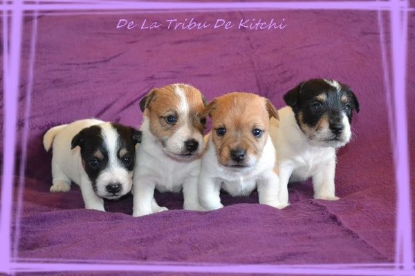 De la tribu de kitchi - Jack Russell Terrier - Portée née le 08/09/2016