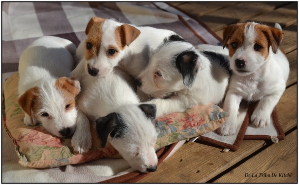 De la tribu de kitchi - Jack Russell Terrier - Portée née le 01/01/2014