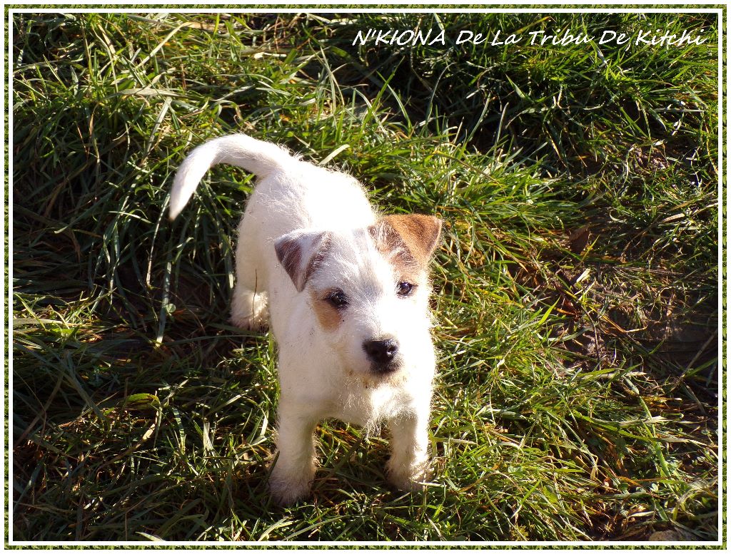N'kiona De la tribu de kitchi