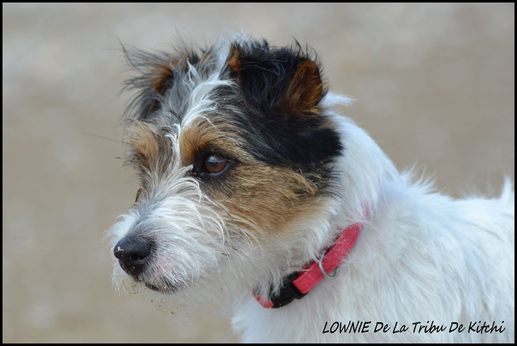 Lownie De la tribu de kitchi