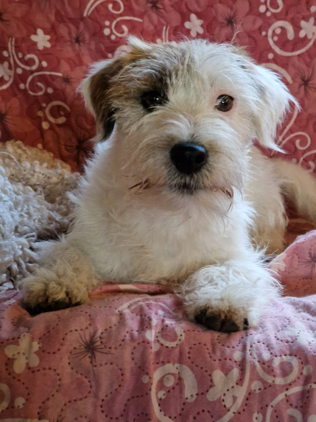 UNA BELLA RAGAZZA du Domaine De Léon De La Seille