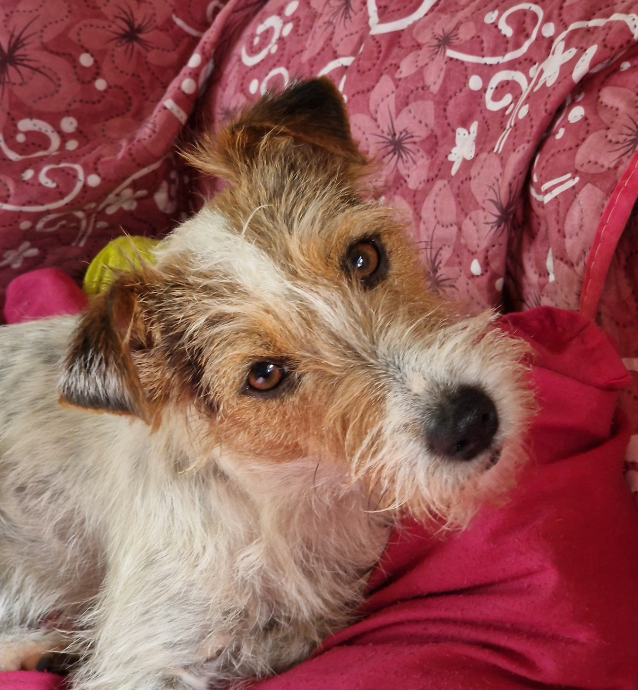 CH. UROQUOISE De la tribu de kitchi