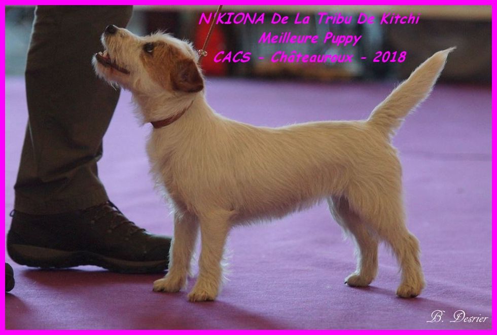 N'KIONA Meilleur Puppy - Châteauroux 2018