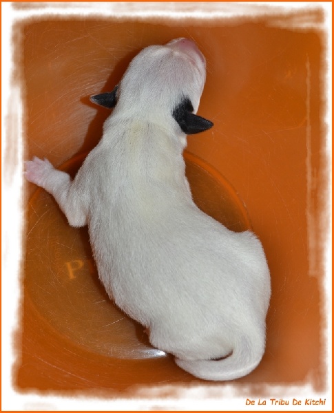 JDYA De La Tribu De Kitchi (Frimeuse x Fax dit Kitchi)
