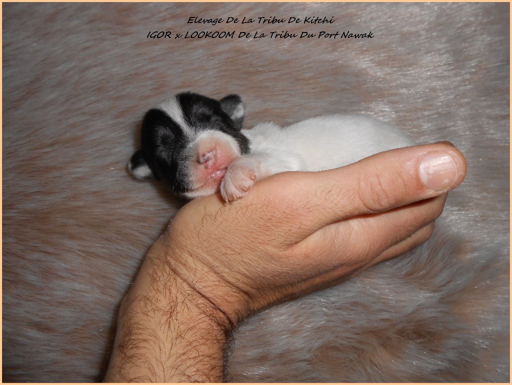 NERIAH De La Tribu De Kitchi (Petit Fils : JEEP De La Tribu De Kitchi)