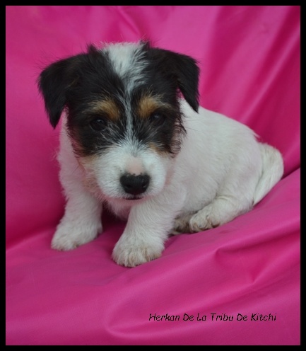 HERKAN De La Tribu De Kitchi (Frimeuse x Fax dit Kitchi)