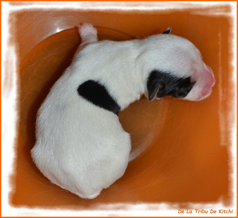 JEEP De La Tribu De Kitchi (Frimeuse x Fax dit Kitchi)