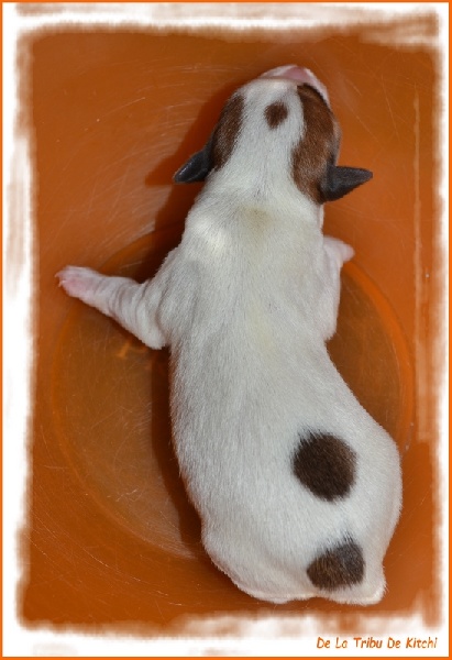 JDANGO De La Tribu De Kitchi (Frimeuse x Fax dit Kitchi)