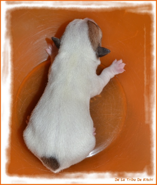 JDYOTI De La Tribu De Kitchi (Frimeuse x Fax dit Kitchi)