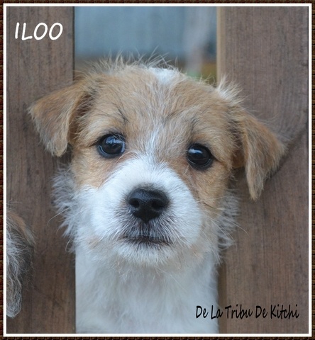 ILOO De La Tribu De Kitchi (Good Wish x Fax dit Kitchi)