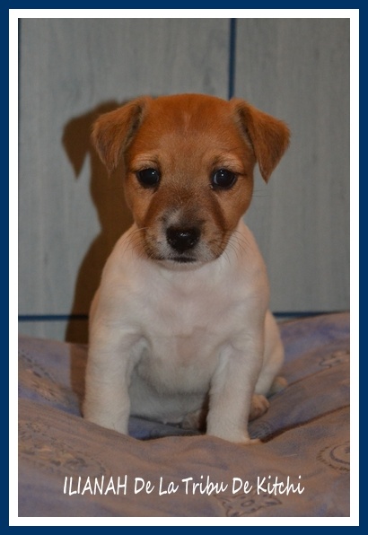 ILIANAH De La Tribu De Kitchi (Good Wish x Fax dit Kitchi)