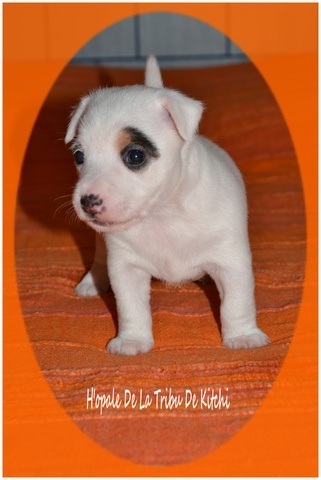 H'OPALE De La Tribu De Kitchi (Frimeuse x Fax dit Kitchi)
