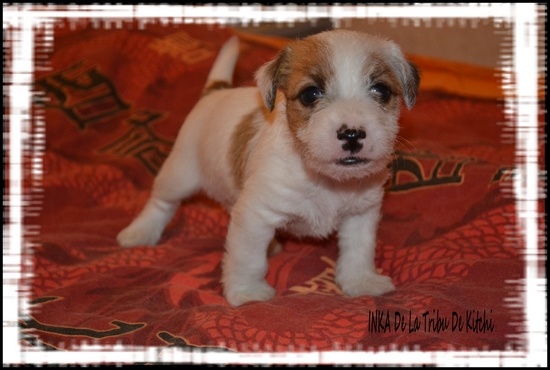 INKA De La Tribu De Kitchi (Good Wish x Fax dit Kitchi)