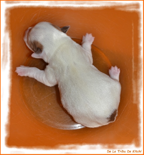 JUNKI De La Tribu De Kitchi (Frimeuse x Fax dit Kitchi)