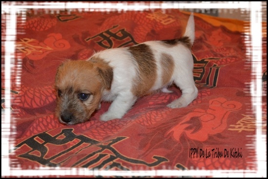 IPPY De La Tribu De Kitchi (Good Wish x Fax dit Kitchi)