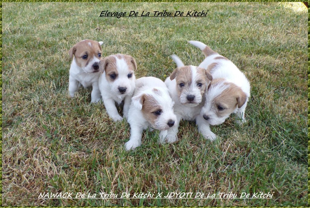 Chiot Jack Russell Terrier De la tribu de kitchi