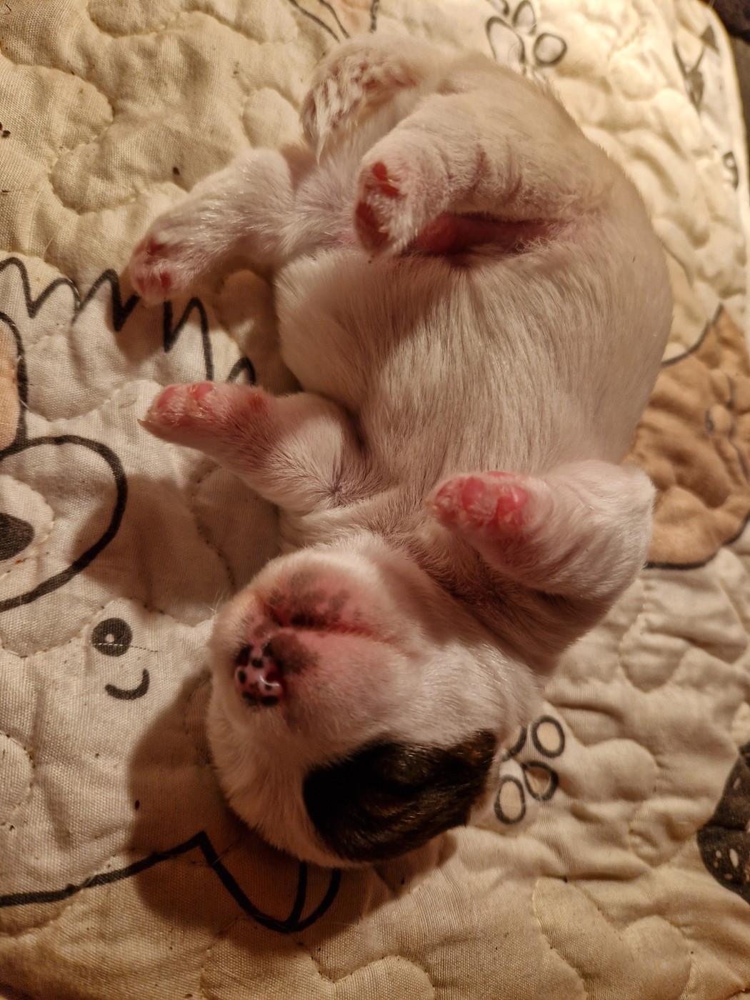 Chiot Jack Russell Terrier De la tribu de kitchi
