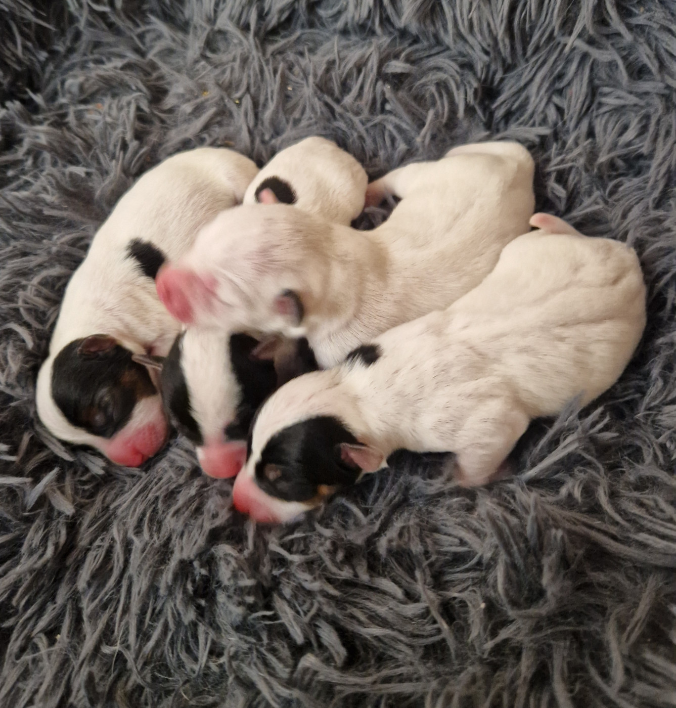 Chiot Parson Russell Terrier De la tribu de kitchi