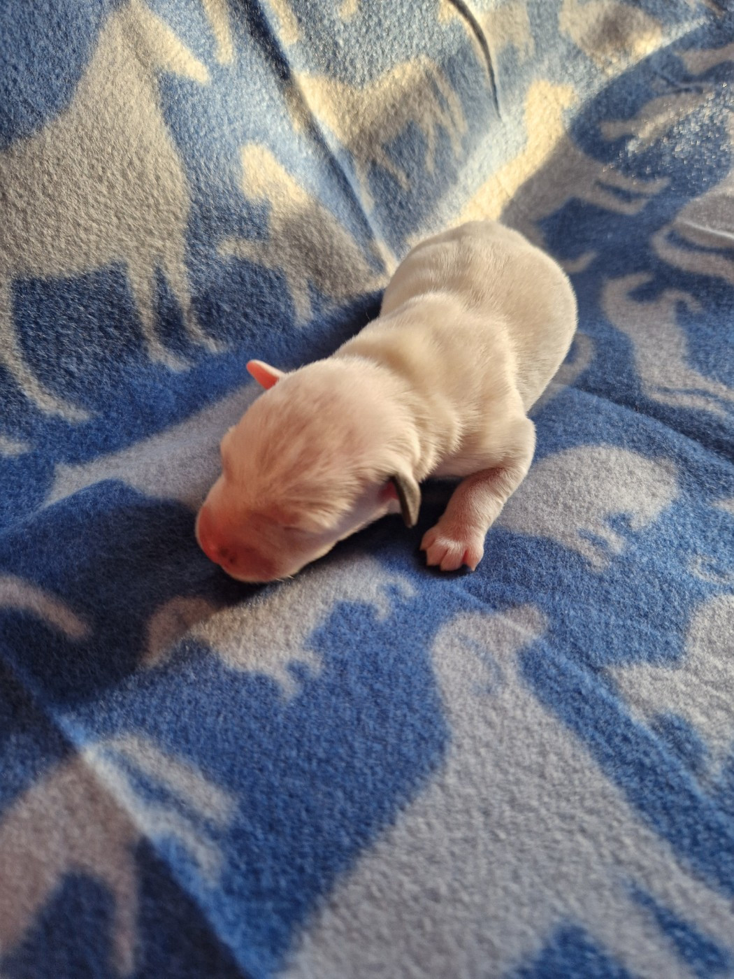 De la tribu de kitchi - Chiots disponibles - Parson Russell Terrier