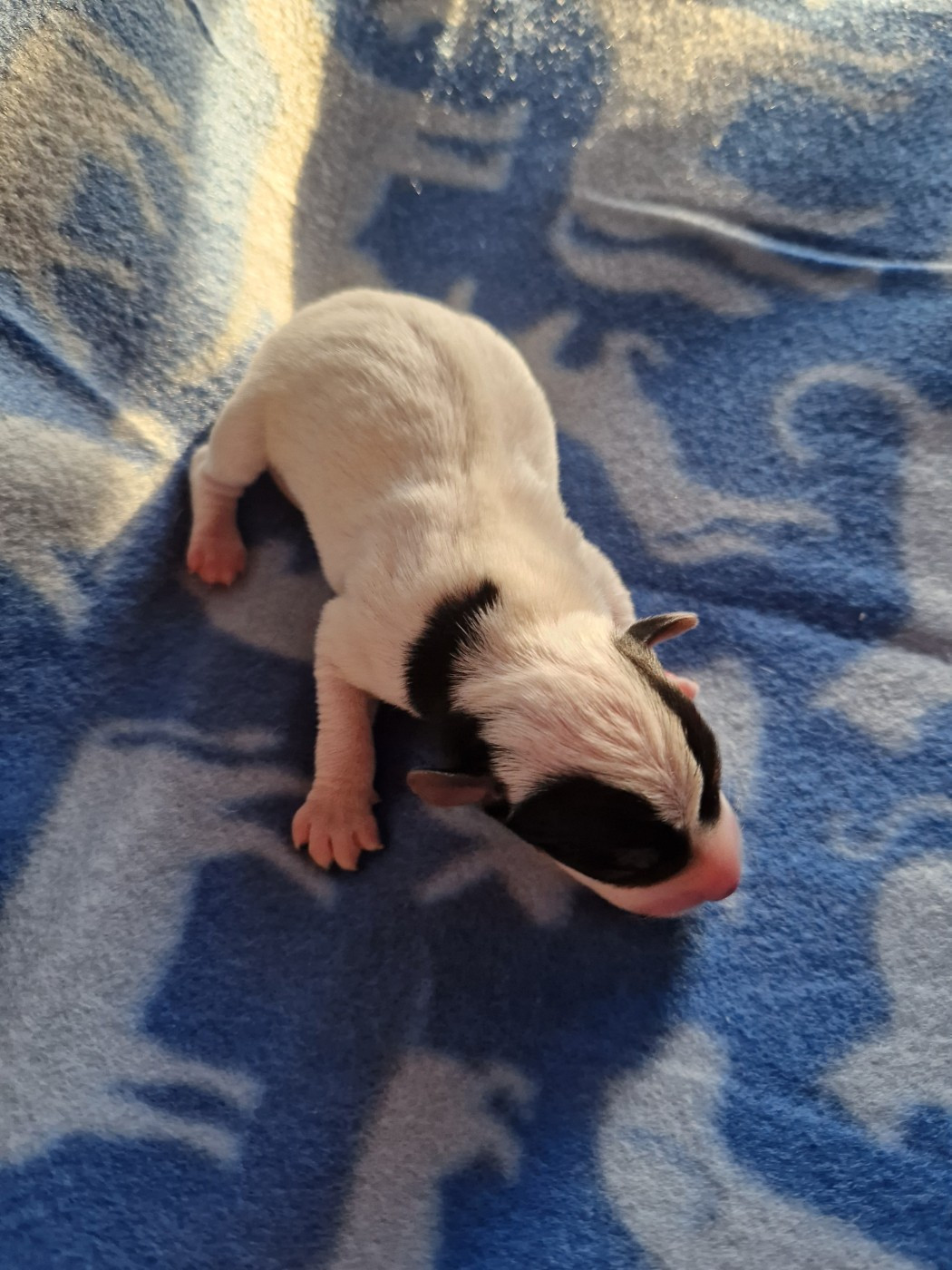 De la tribu de kitchi - Chiots disponibles - Parson Russell Terrier