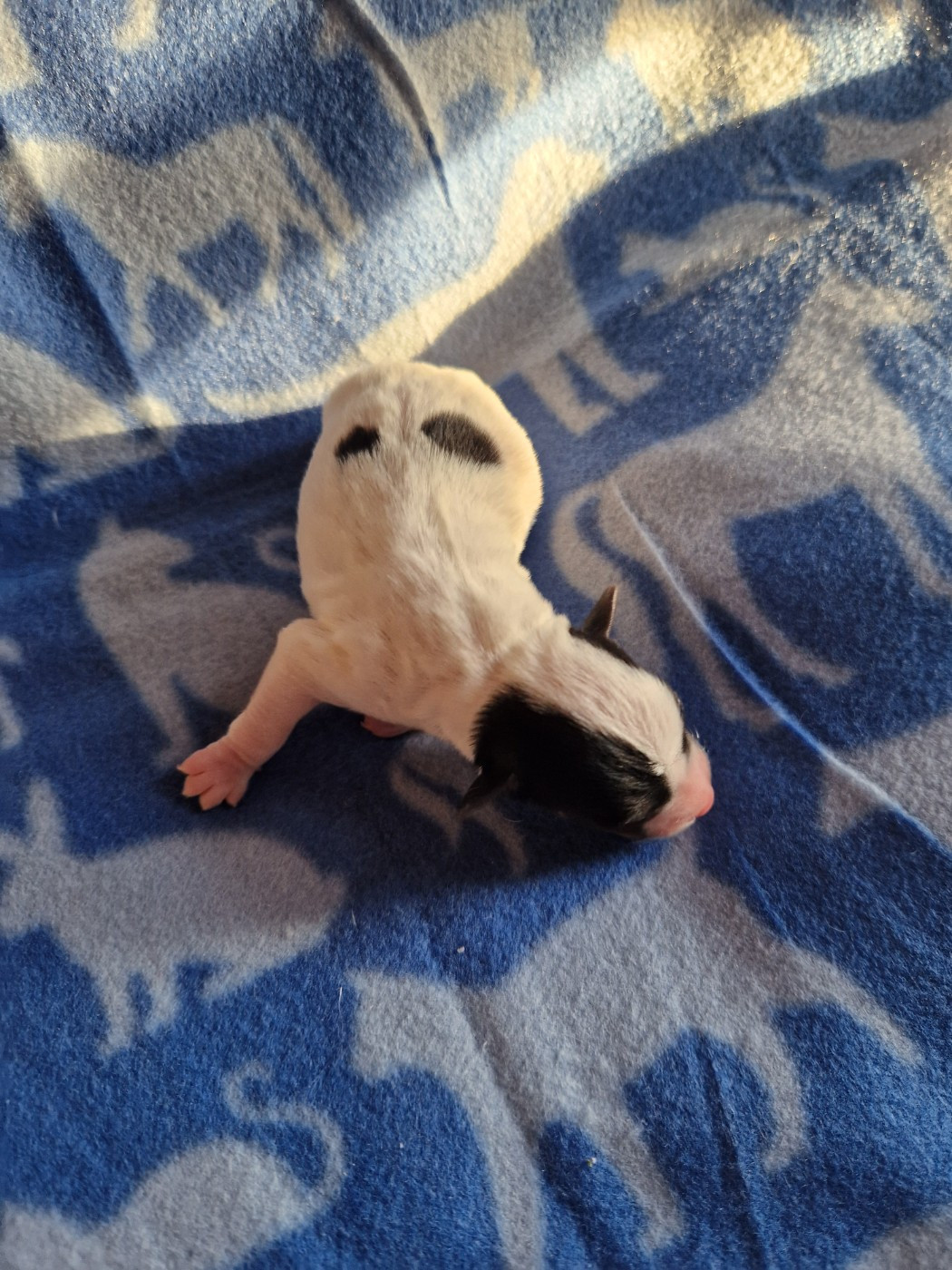 De la tribu de kitchi - Chiots disponibles - Parson Russell Terrier