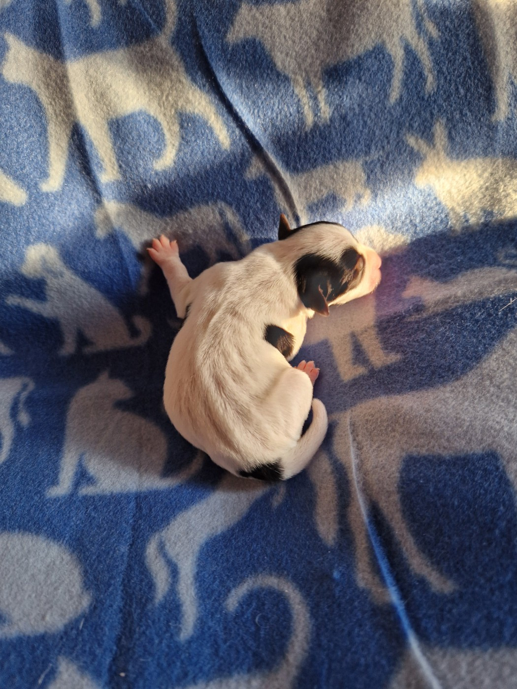 De la tribu de kitchi - Chiots disponibles - Parson Russell Terrier