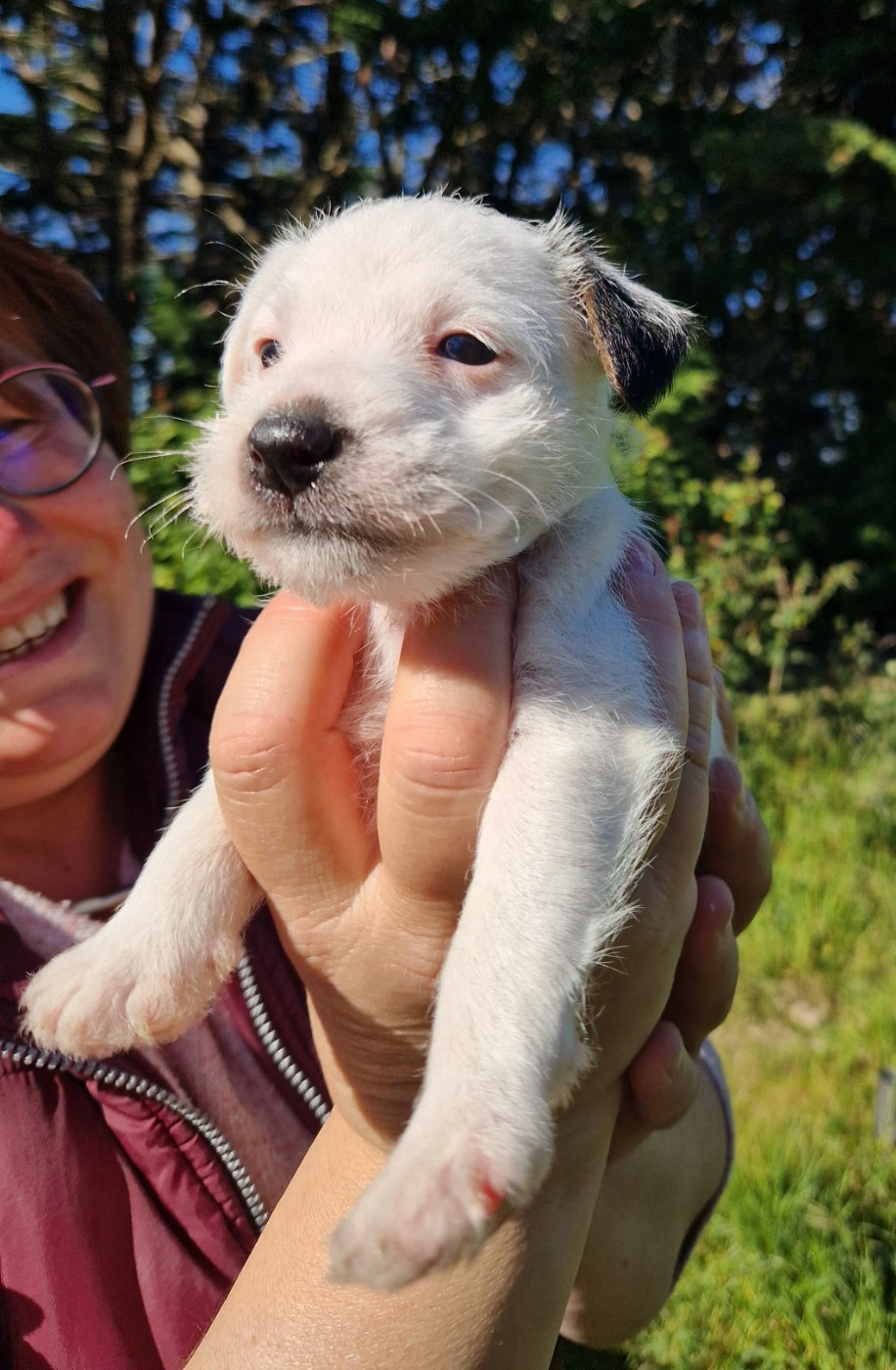 De la tribu de kitchi - Chiots disponibles - Parson Russell Terrier