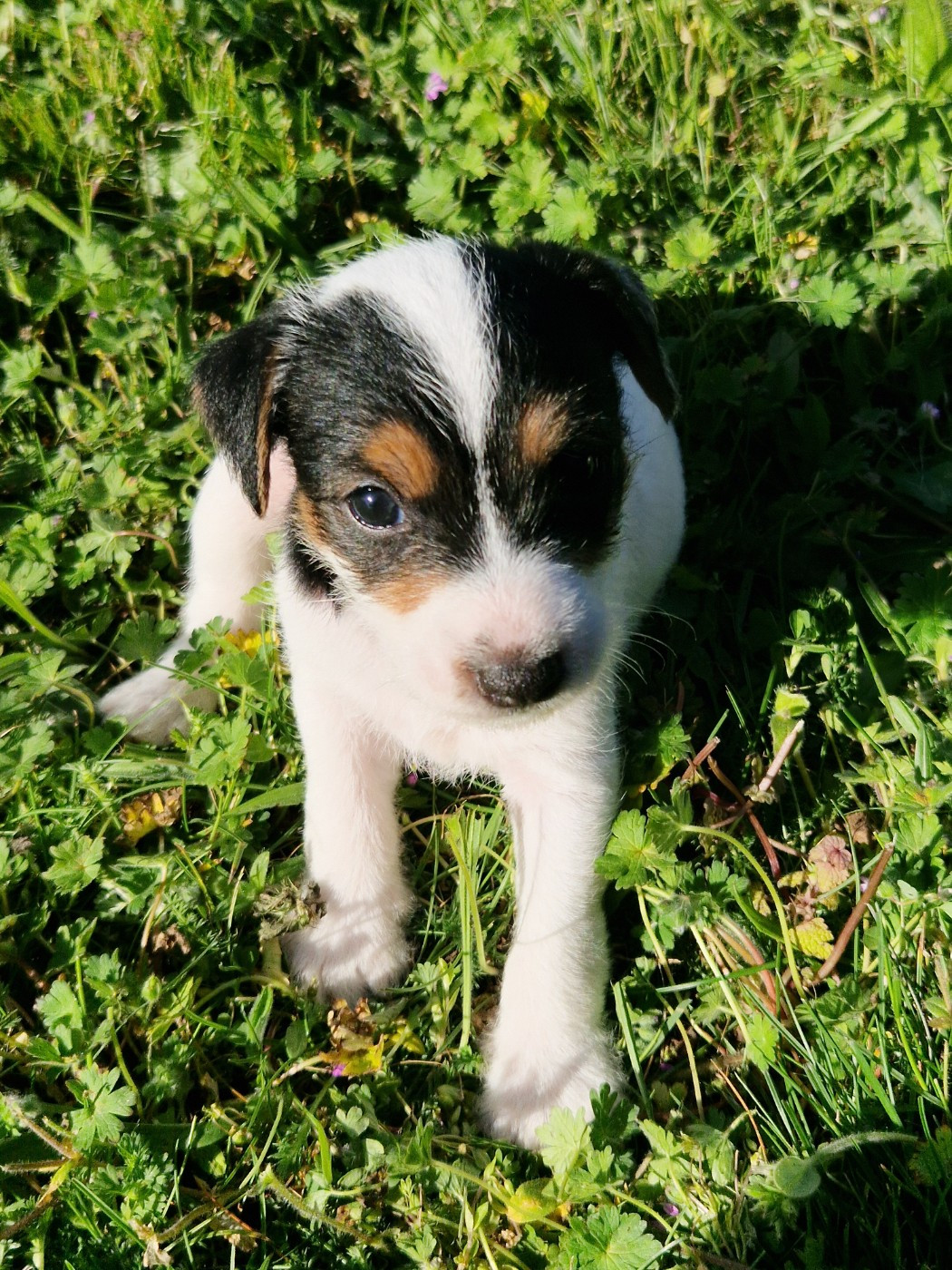 De la tribu de kitchi - Chiots disponibles - Parson Russell Terrier