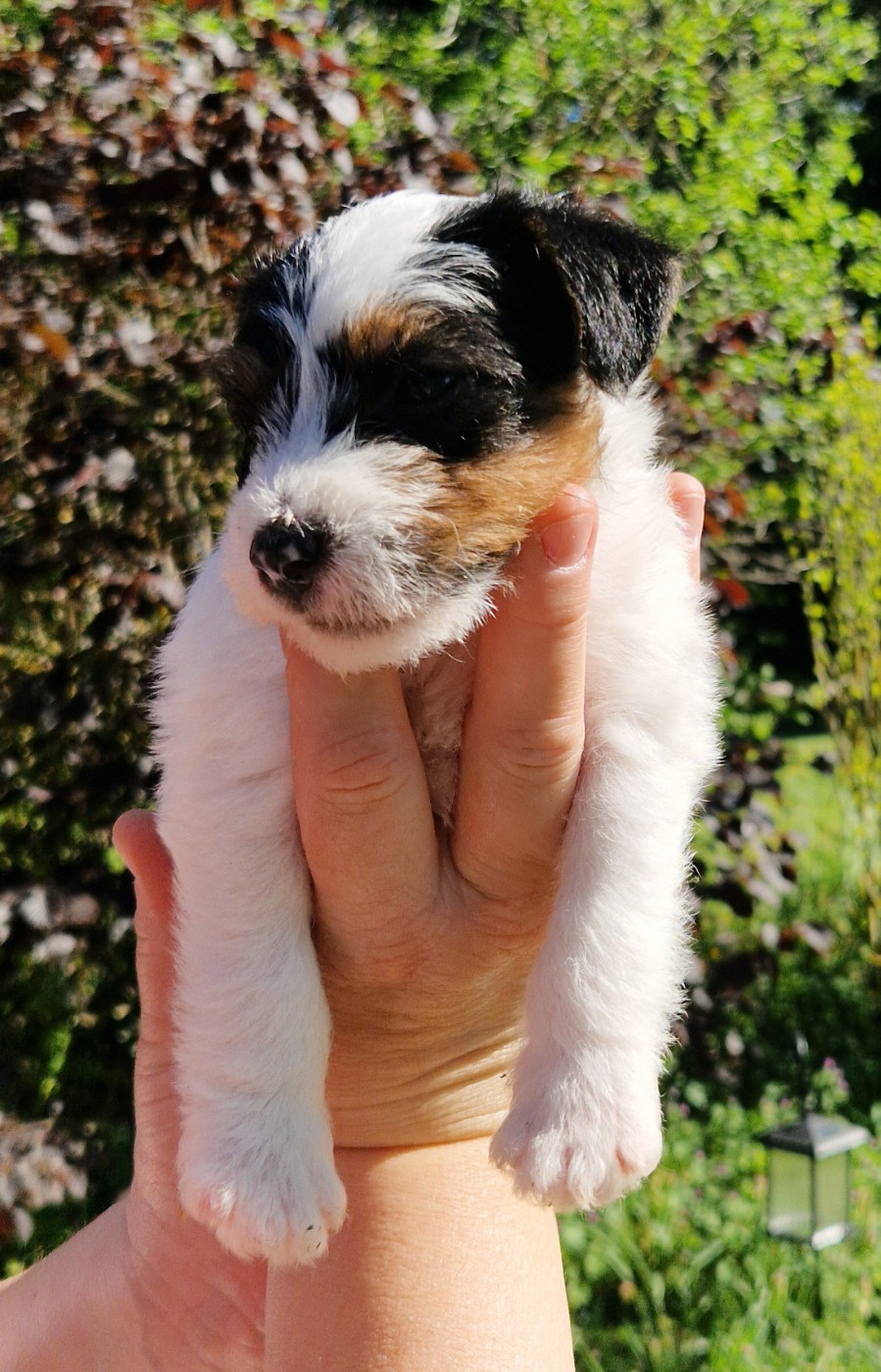 De la tribu de kitchi - Chiots disponibles - Parson Russell Terrier