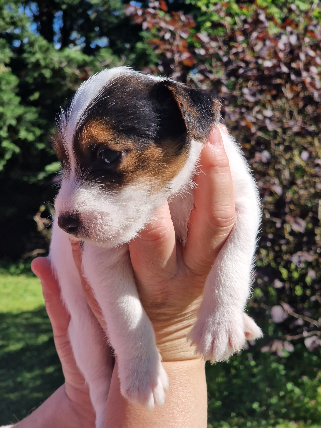 De la tribu de kitchi - Chiots disponibles - Parson Russell Terrier