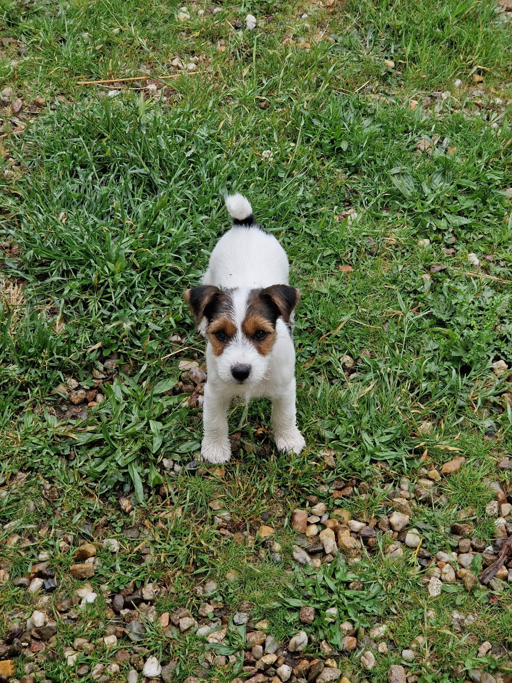 De la tribu de kitchi - Chiots disponibles - Parson Russell Terrier