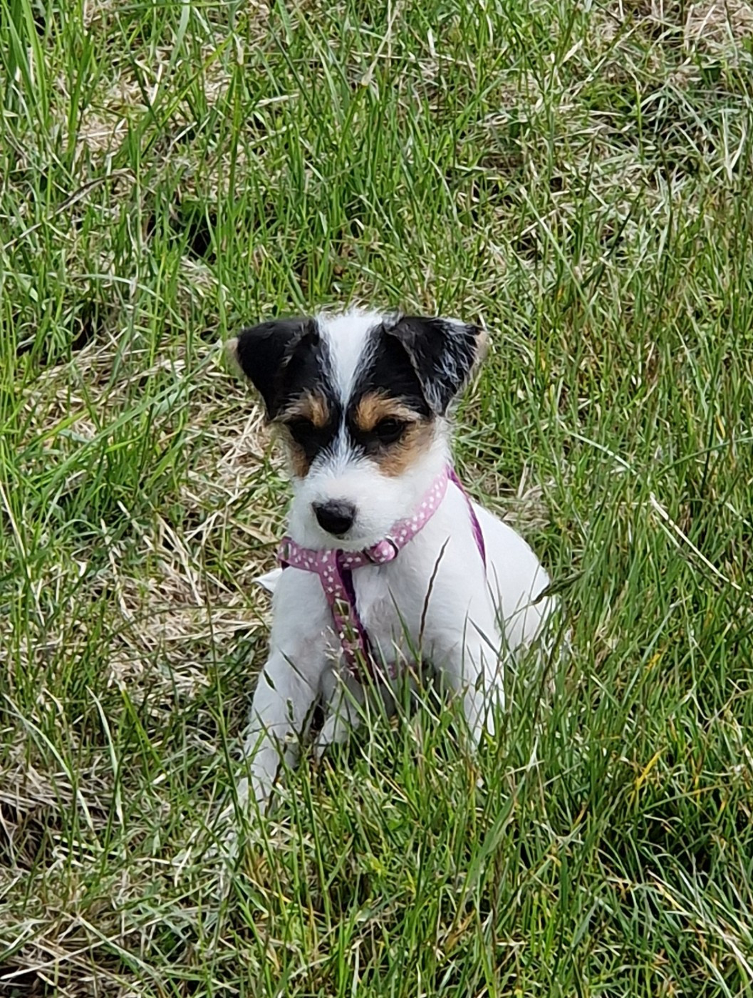 De la tribu de kitchi - Chiots disponibles - Parson Russell Terrier