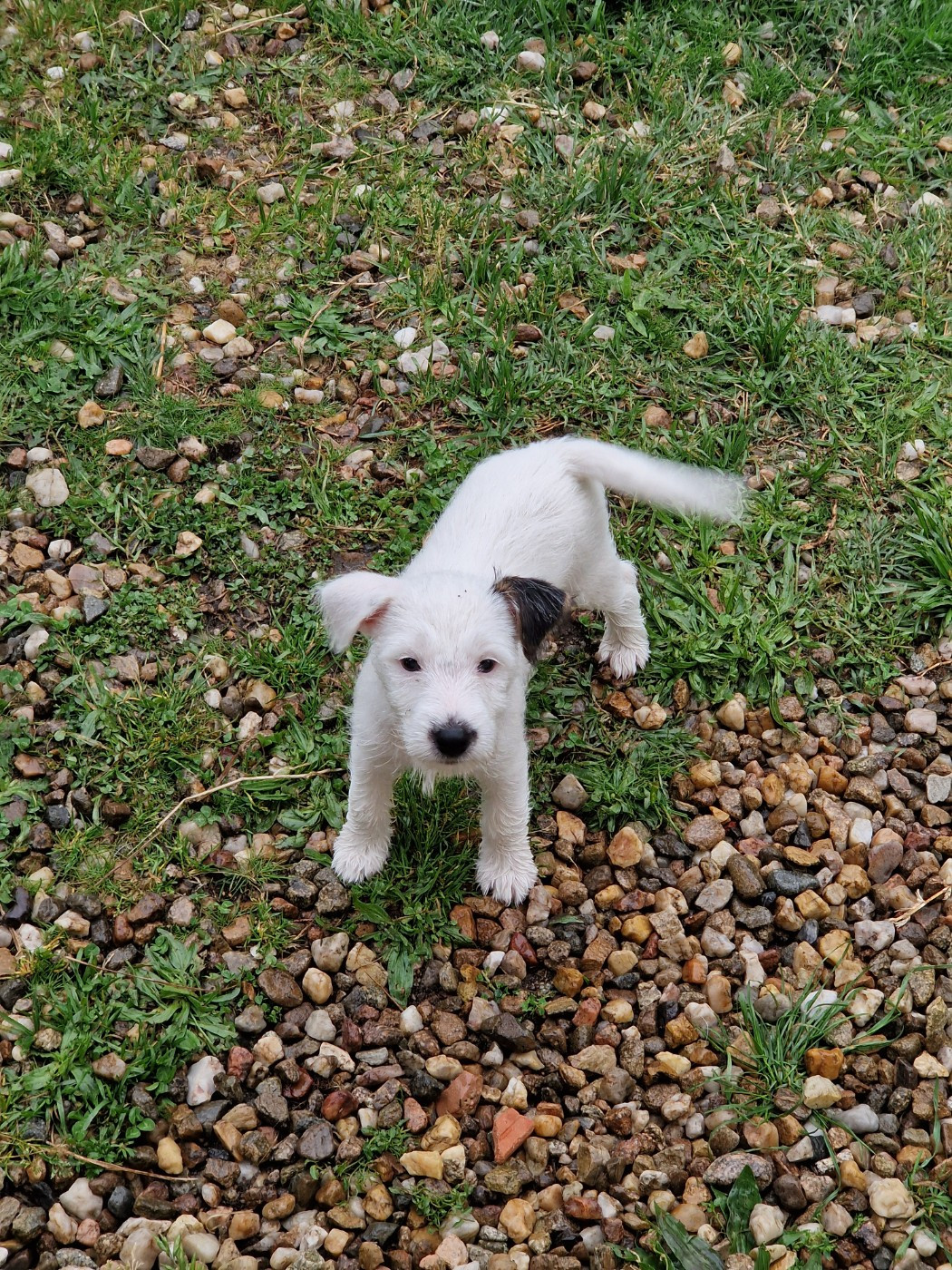De la tribu de kitchi - Chiots disponibles - Parson Russell Terrier