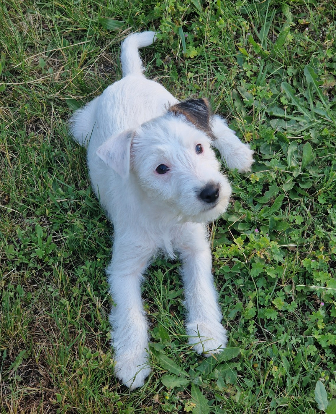 De la tribu de kitchi - Chiots disponibles - Parson Russell Terrier