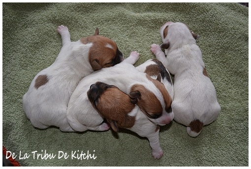 De la tribu de kitchi - Jack Russell Terrier - Portée née le 24/01/2013