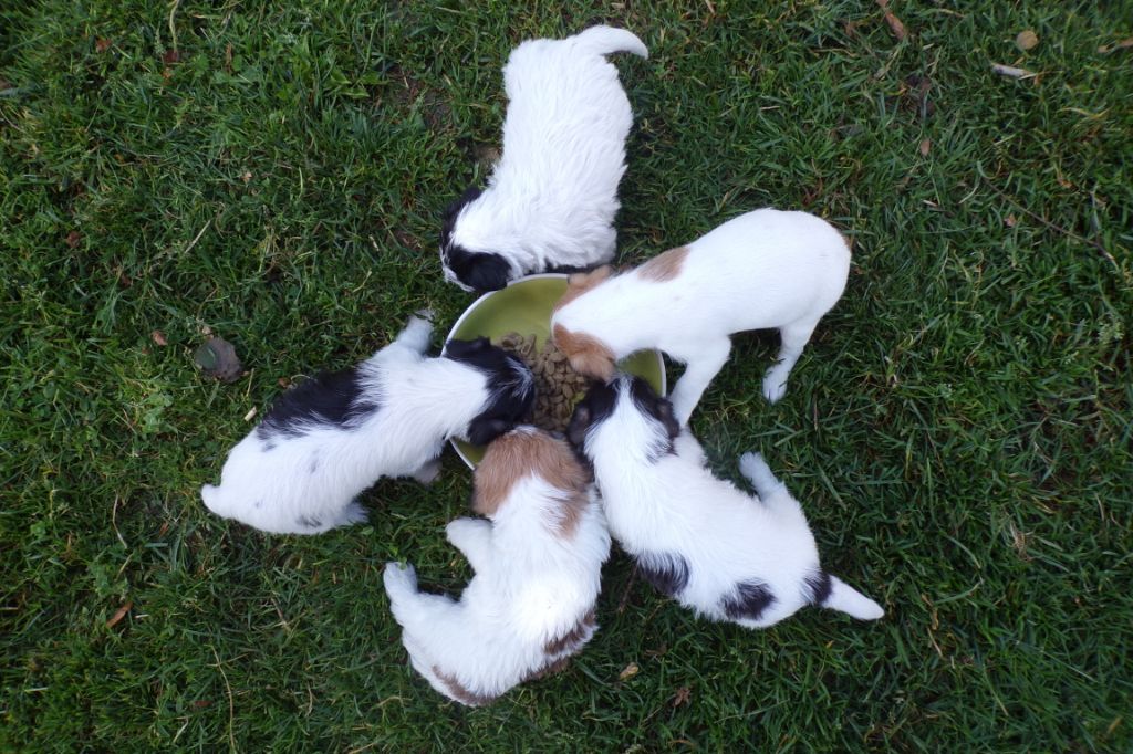 Chiot Jack Russell Terrier De la tribu de kitchi