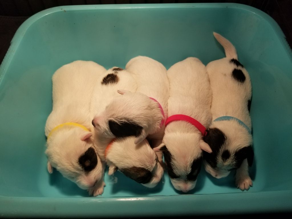 Chiot Jack Russell Terrier De la tribu de kitchi